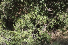 Quercus agrifolia