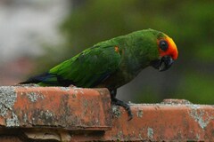 Aratinga auricapillus