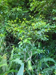 Terminalia tetraphylla