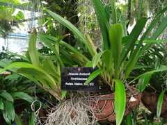 Asparagales
