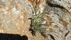 Bebbia juncea aspera