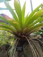 Tillandsia complanata