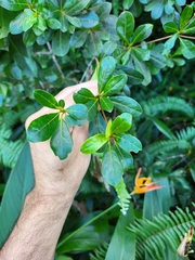 Terminalia tetraphylla