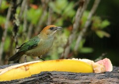 Stilpnia peruviana