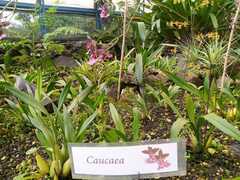 Caucaea