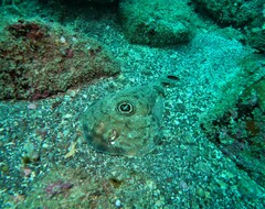 Diplobatis ommata