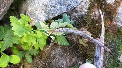 Pentagramma rebmanii