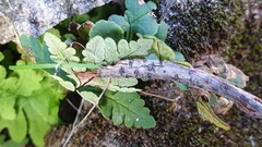 Pentagramma rebmanii