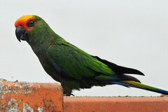 Aratinga auricapillus