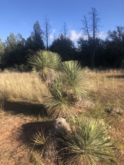 Yucca elata