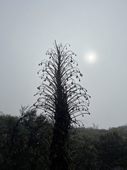 Argyroxiphium grayanum