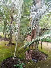 Ceroxylon quindiuense
