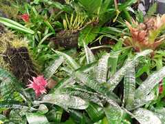 Aechmea fasciata