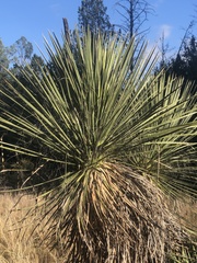 Yucca elata