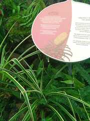 Sansevieria cylindrica