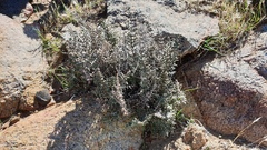 Pellaea mucronata mucronata