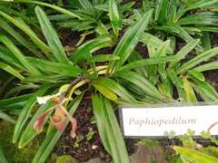 Paphiopedilum