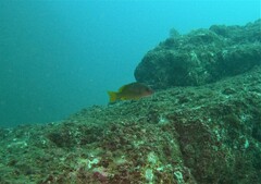 Lutjanus argentiventris