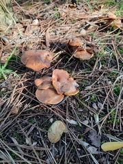 Suillus collinitus
