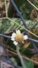 Tridax