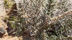 Pellaea mucronata mucronata