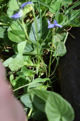 Viola canina