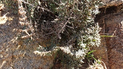 Pellaea mucronata mucronata