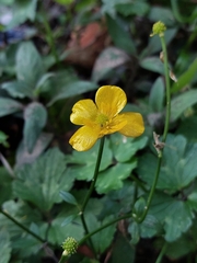 Ranunculus repens