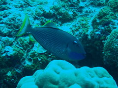 Xanthichthys auromarginatus