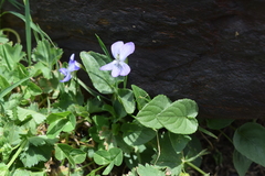 Viola canina