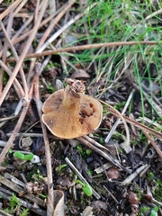 Suillus collinitus