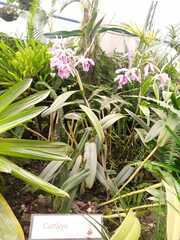 Cattleya