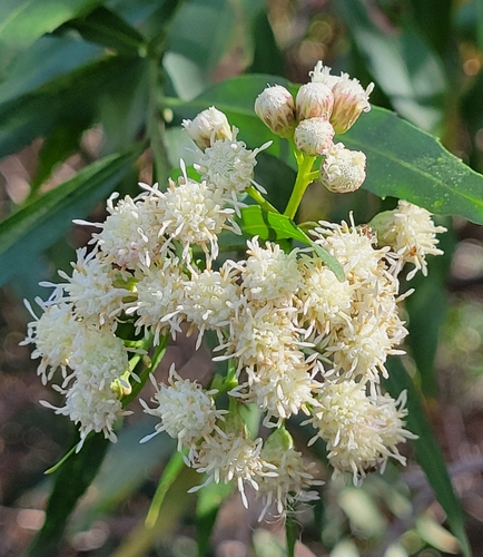 iNaturalist observation photo of mule fat