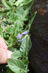 Viola canina
