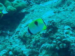Chaetodon unimaculatus
