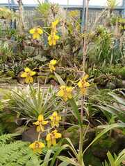 Cyrtochilum