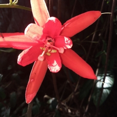 Passiflora vitifolia