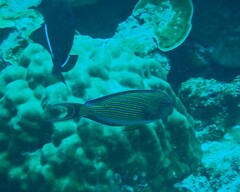 Acanthurus lineatus