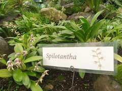 Maxillaria spilotantha