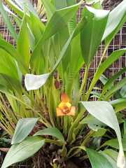 Maxillaria acutifolia