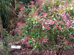 Fuchsia arborescens