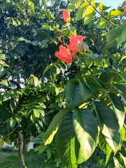 Spathodea campanulata