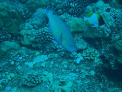 Scarus rubroviolaceus