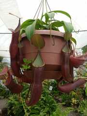 Nepenthes sanguinea