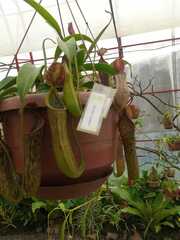 Nepenthes distillatoria