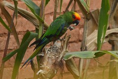 Aratinga auricapillus