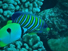 Pygoplites diacanthus