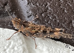 Chortoicetes terminifera