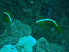 Amphiprion sandaracinos