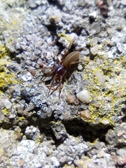 Dysderidae